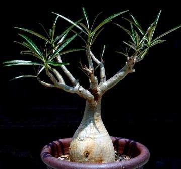 Adenium SOMALENSE