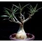 Adenium SOMALENSE (Сомаленсе) 4