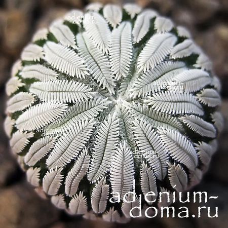 Pelecyphora ASELLIFORMIS (Пелецифора)