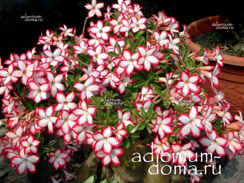 Adenium Obesum NOBLE CONCUBINE