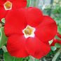 Adenium Obesum Desert Rose RED AURORA 4