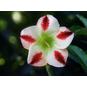 Adenium Obesum Desert Rose PHOENIX 3