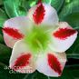 Adenium Obesum Desert Rose PHOENIX 4