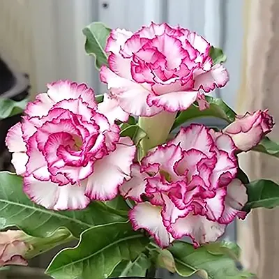 Кайма