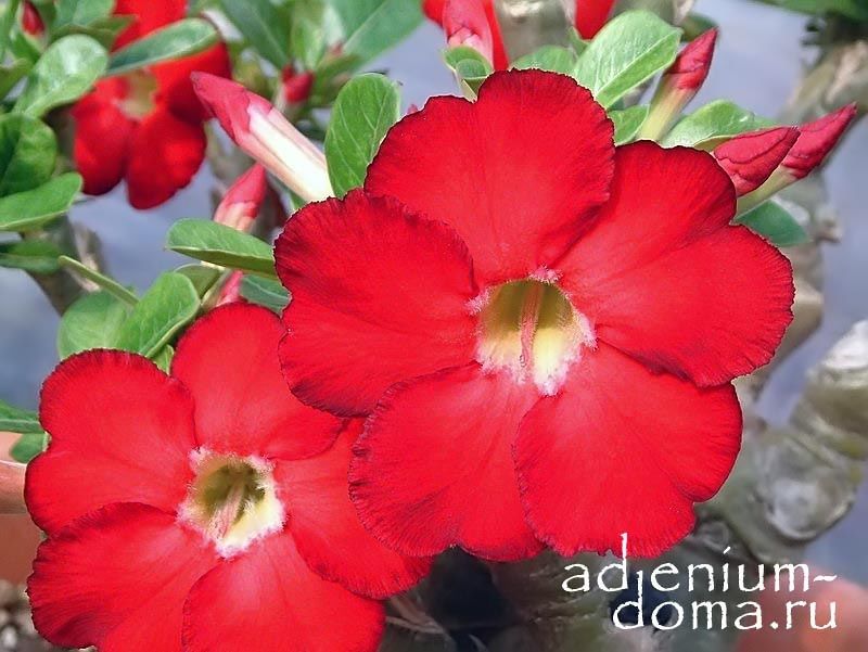 Adenium Obesum STAR OF HEAVEN