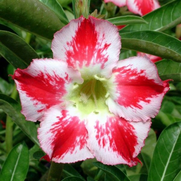 Adenium Obesum SHEER BLISS