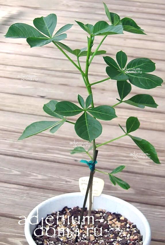 Adansonia GREGORII Адансония Грегори Баобаб 3