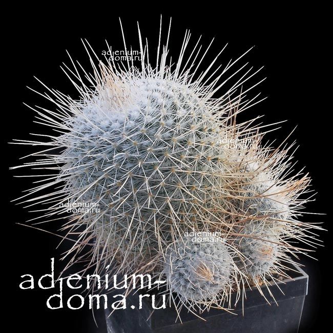 Mammillaria GEMINISPINA Маммилярия парноколючковая 1