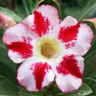 Adenium Obesum TRIUNE