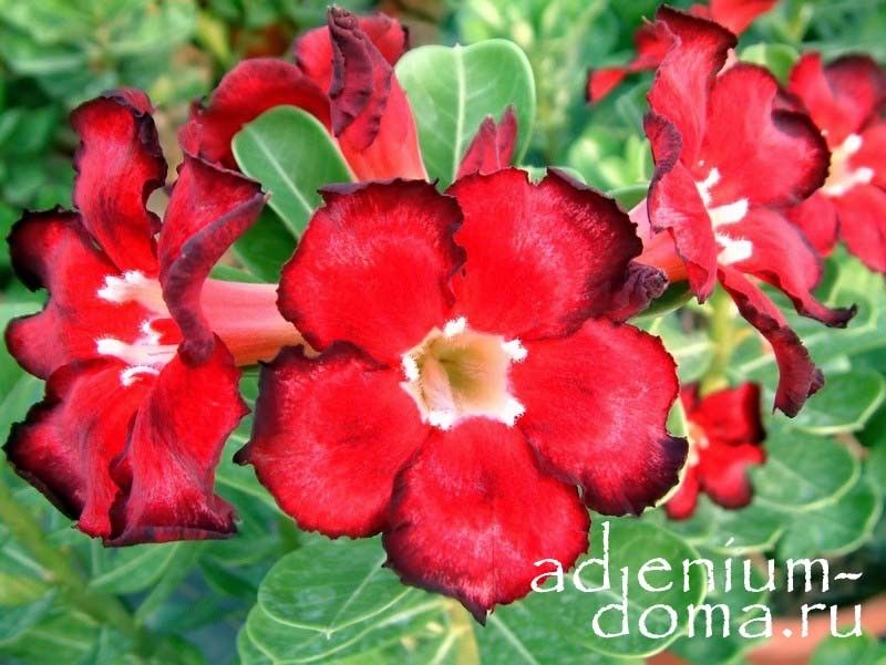 Adenium Obesum Desert Rose BLACK FIRE