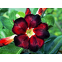 Adenium Obesum Desert Rose BLACK FIRE 3