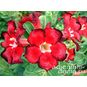 Adenium Obesum Desert Rose BLACK FIRE 4