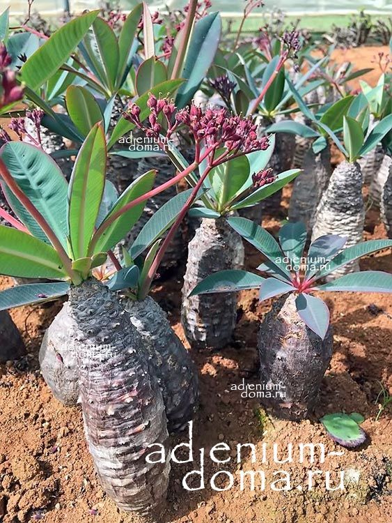 Euphorbia PACHYPODIOIDES ANTANKARA Молочай пахиподиевидный толстокожий Эуфорбия пахиподиоидная 3