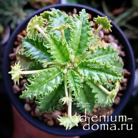 Dorstenia HORWOODII (Дорстения)