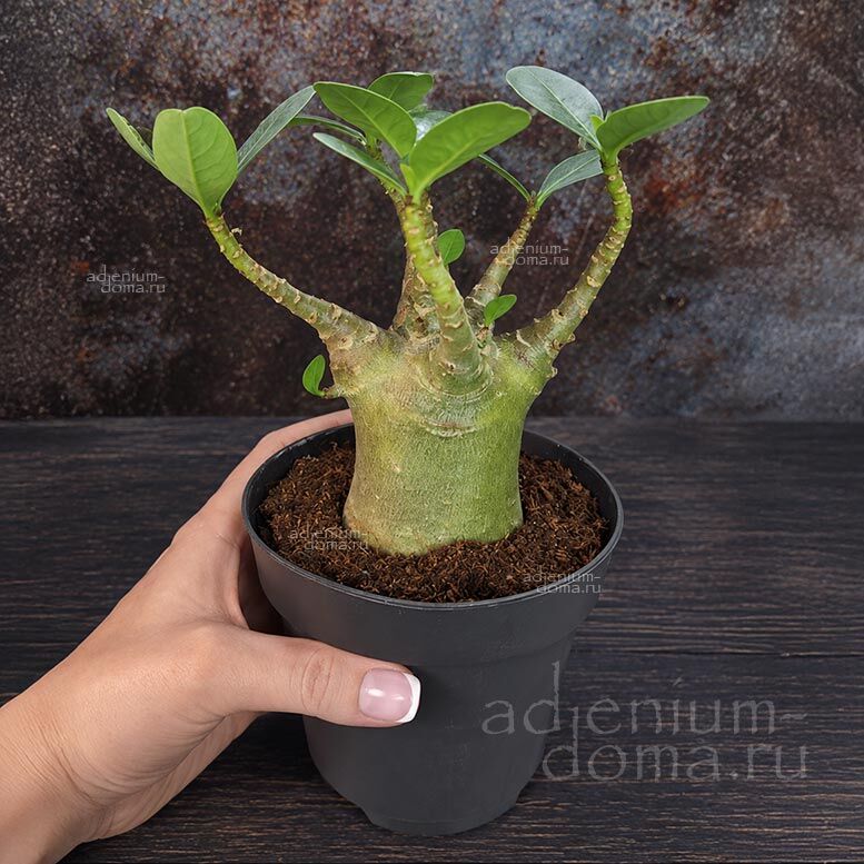 Adenium ARABICUM MIX Адениум арабский 1