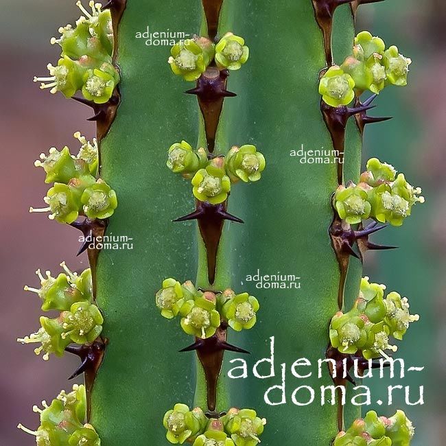 Euphorbia ZOUTPANSBERGENSIS Молочай Зутпансбемхенс Эуфорбия 2