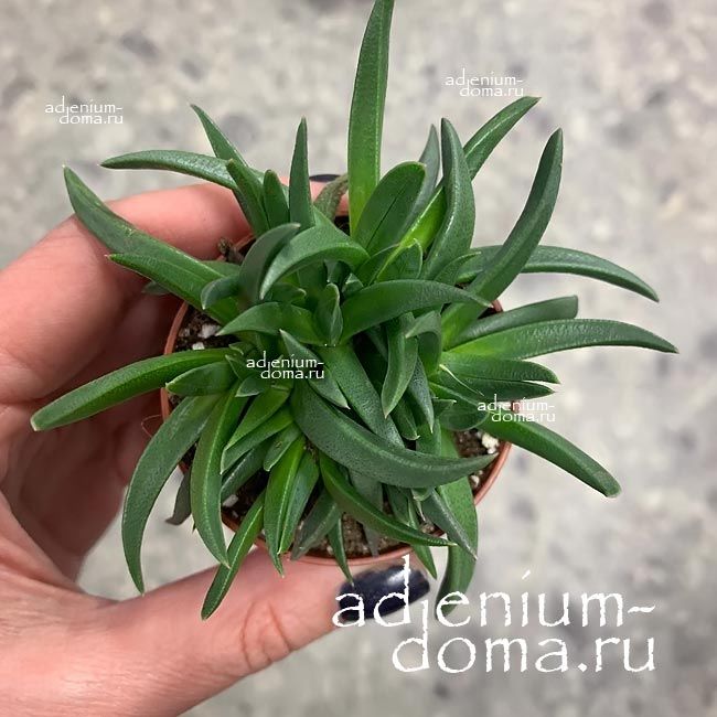 Растение Bergeranthus MIX Суккулент Бергерантус 2