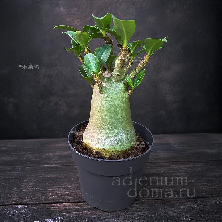 Adenium ARABICUM MIX Адениум арабский 1