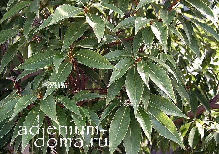Quercus MYRSINIFOLIA Дуб мирзинолистный Дуб бамбуковый Дуб вечнозеленый китайский Дуб японский белый 3