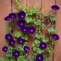 Ipomoea PURPUREA 'KNIOLA'S BLACK KNIGHT' (Ипомея) 4
