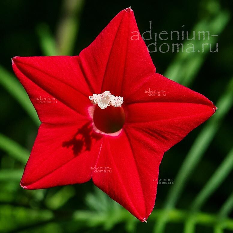 Ipomoea QUAMOCLIT CARDINAL Ипомея Квамоклит красная 2