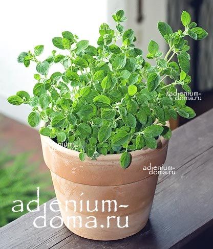 Origanum VULGARE Oregano Wild Marjoram Душица обыкновенная Орегано Ориганум Вульгаре 3
