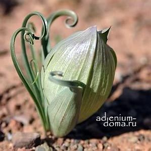 Androcymbium VOLUTARE Андроцимбиум завитковый Безвременник Крокус осенний Colchicum 1