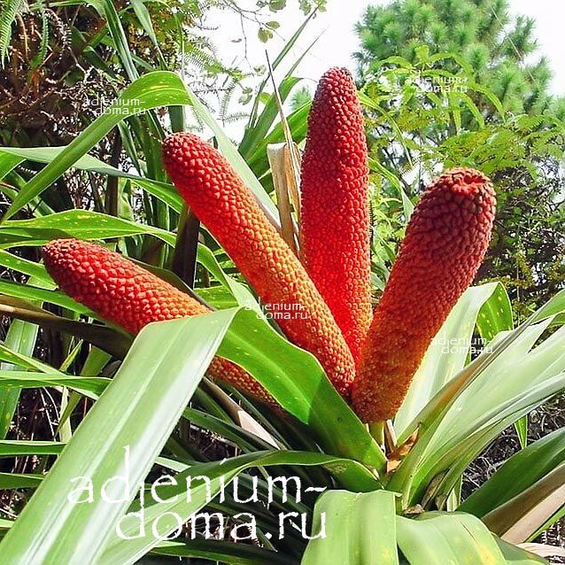 Freycinetia LONGISPICA LONG FRUIT Фрейсинетия длинноплодная Фрейцинетия Лонг Фрут 3