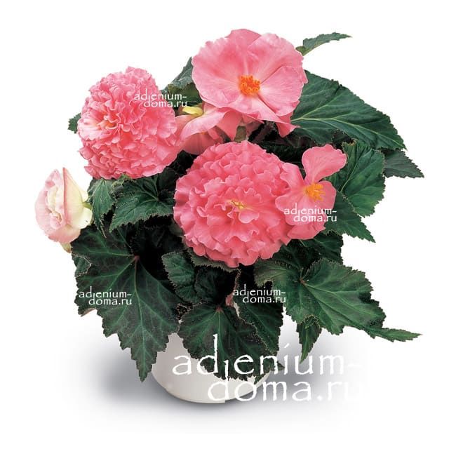Begonia FORTUNE PINK x tuberhybrida Бегония клубневая гибридная F1 1