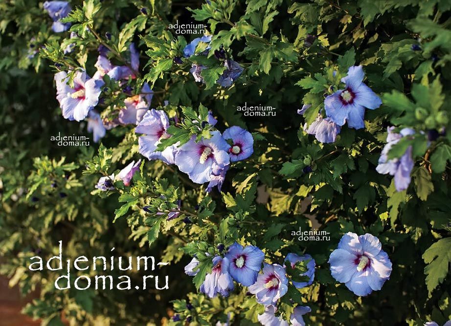 Hibiscus SYRIACUS BLUE SATIN Гибискус сирийский Голубой сатин 3