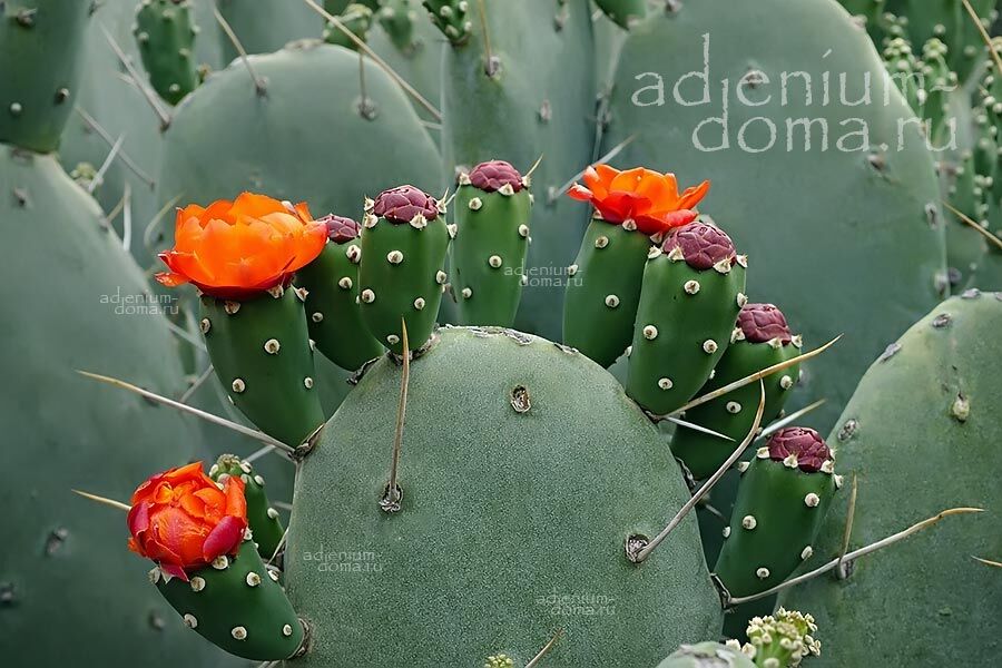 Opuntia QUIMILO Опунция Квимило 2