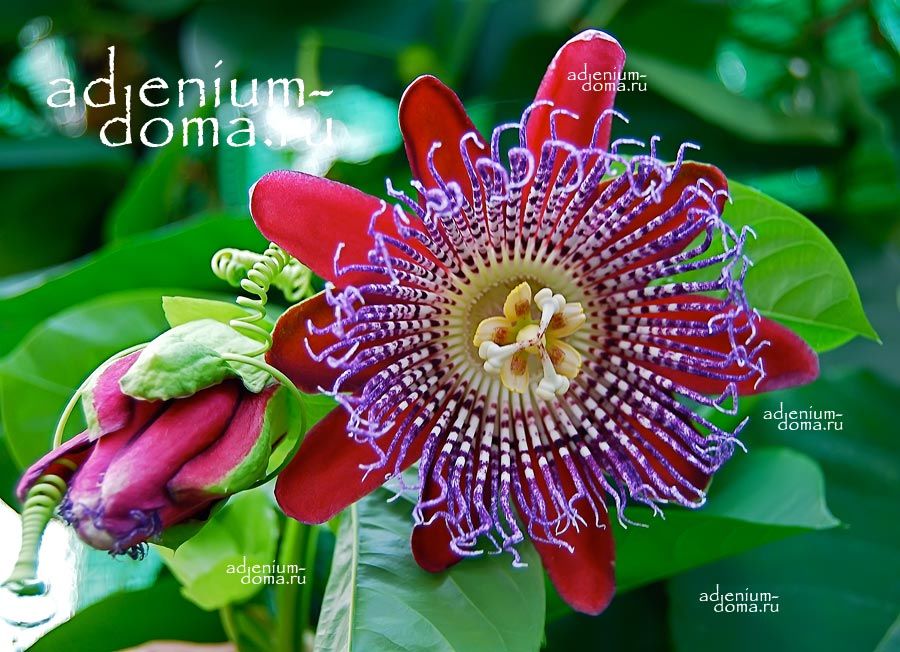 Passiflora QUADRANGULARIS Пассифлора четырехгранная 1