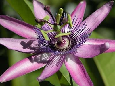 Passiflora AMETHYSTINA Пассифлора аметист 3