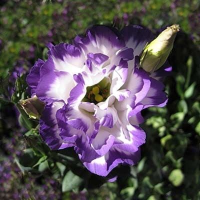 Eustoma GRANDIFLORUM ABC BLUE RIM Эустома крупноцветковая ABC Блю Рим Лизиантус Рассела Ирландская роза 2