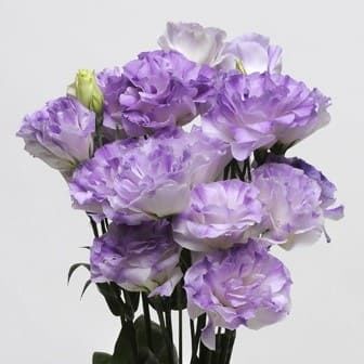 Eustoma GRANDIFLORUM ABC MISTY BLUE Эустома крупноцветковая ABC Мисти Блю Лизиантус Рассела Ирландская роза 2