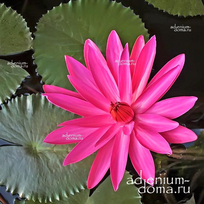 Nymphaea PUBESCENS PINK Water Lily Кувшинка пушистая розовая Нимфея Пубесценс Пинк лотос Тропическая водяная лилия 2