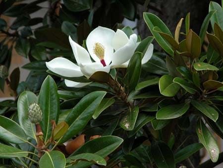 Magnolia GRANDIFLORA Магнолия грандифлора Магнолия крупноцветковая 5