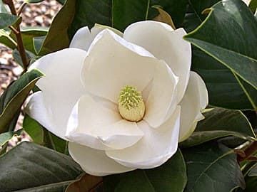 Magnolia GRANDIFLORA Магнолия грандифлора Магнолия крупноцветковая 1