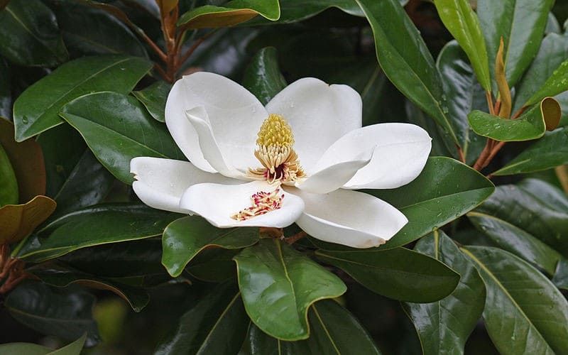 Magnolia GRANDIFLORA Магнолия грандифлора Магнолия крупноцветковая 3