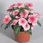 Catharanthus ROSEUS 'BLUSH' (Катарантус) 4