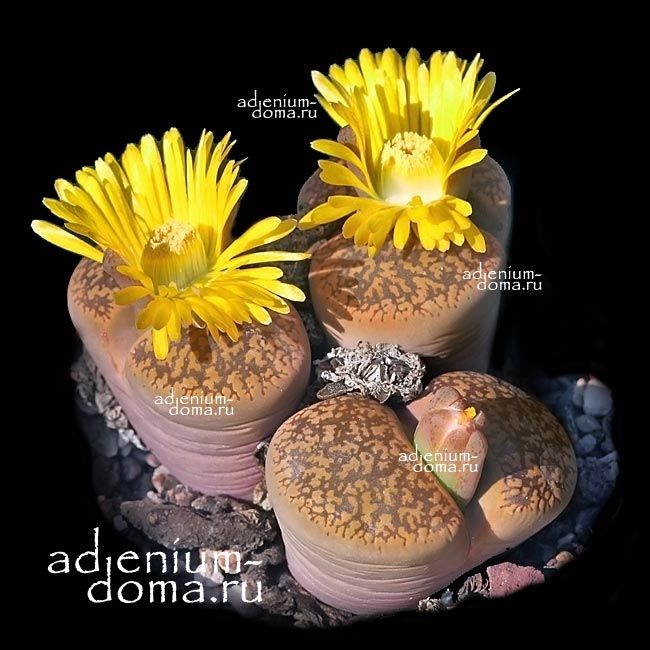 Lithops AUCAMPIAE Литопс аукамп 1