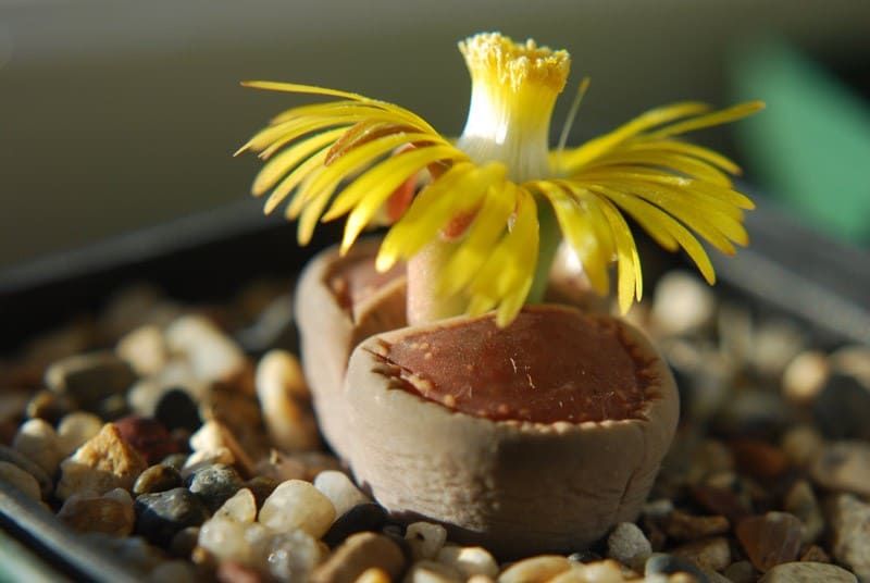Lithops AUCAMPIAE Литопс аукамп 3