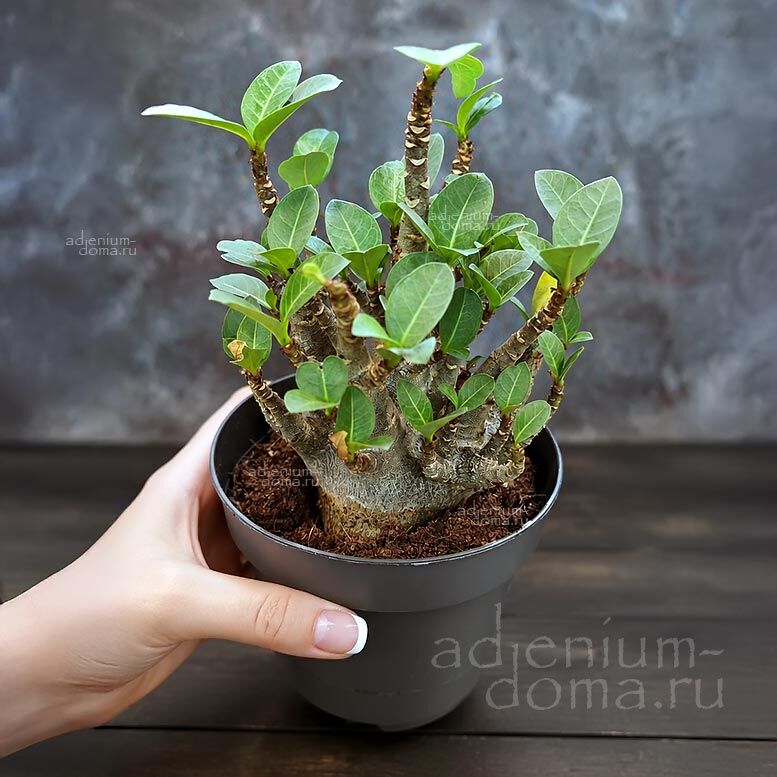 Adenium ARABICUM MIX Адениум арабский 1