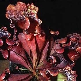 Sarracenia PURPUREA VENOSA BURKII Саррацения пурпурная Веноза Бурка 2