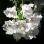 Catalpa SPECIOSA (Катальпа) 2