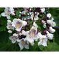 Catalpa SPECIOSA (Катальпа) 3