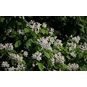 Catalpa SPECIOSA (Катальпа) 4