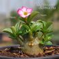 Adenium Arabicum TINY DING DONG 4