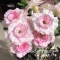 Adenium Obesum Triple Flower SY THU 4