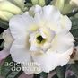 Adenium Obesum Triple Flower THAI CONG 3 4